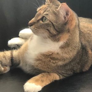 Meet your Posher, Montana